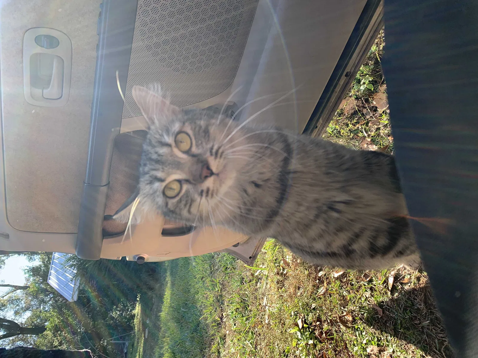 Lost cat in Pensacola, FL, 32526