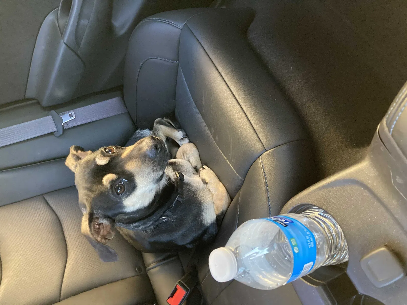 Lost dog in Murrieta, CA, 92563