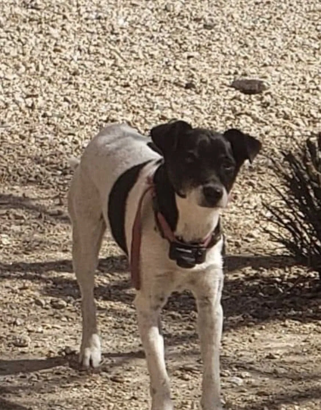 Lost dog in Phoenix, AZ, 85045