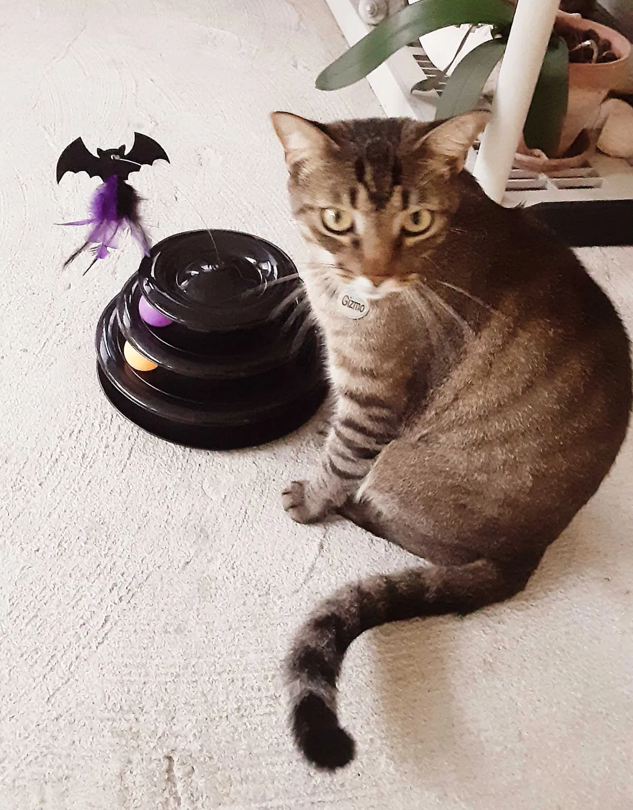 Lost cat in Vero Beach, FL, 32968