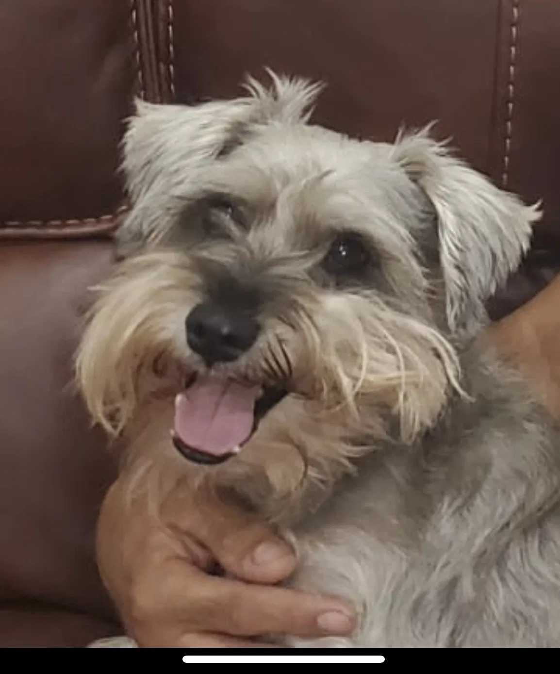 Lost dog in Harlingen, TX, 78552