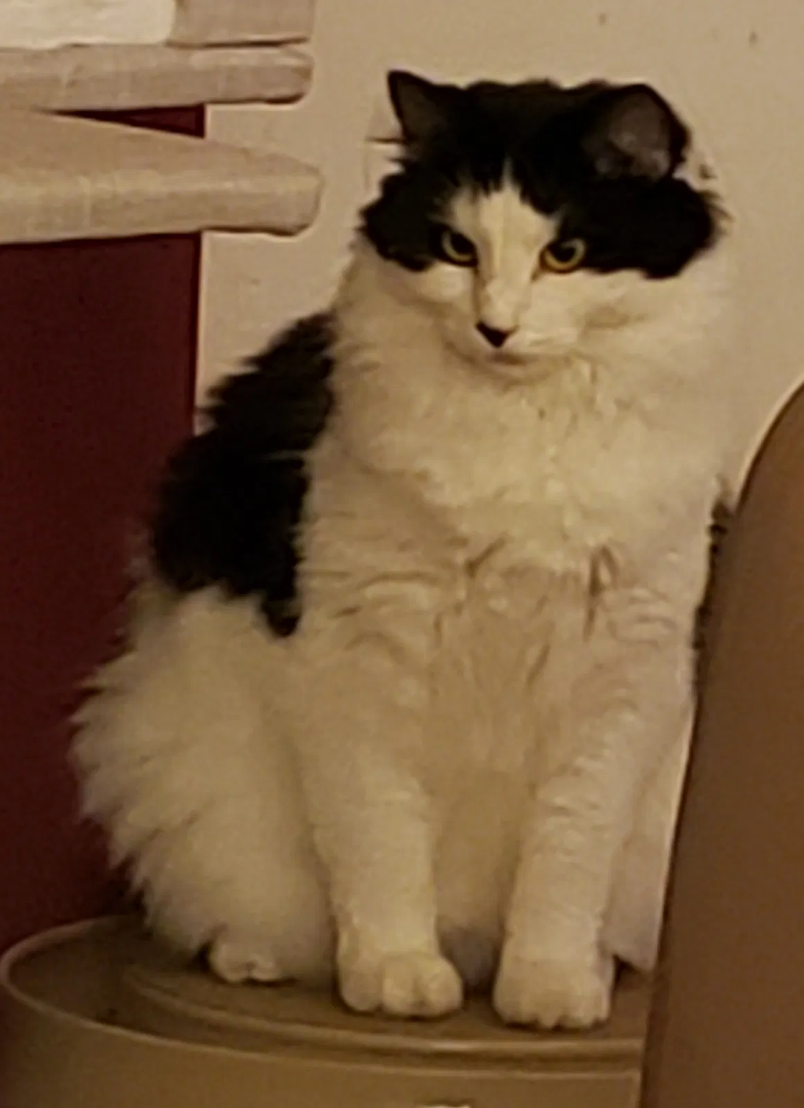 Lost cat in Jackson, MS, 39211