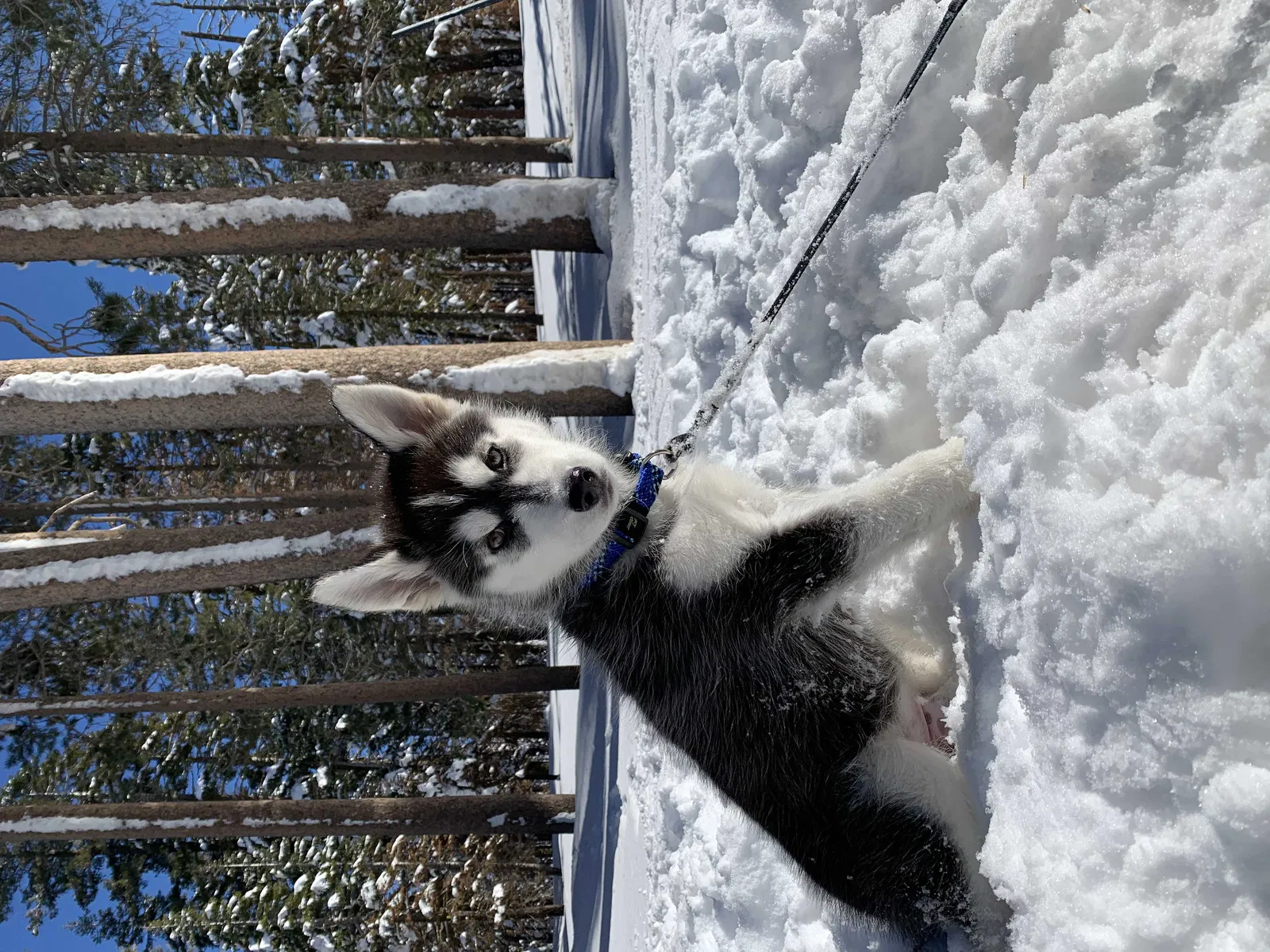 Lost dog in Fremont, CA, 94536