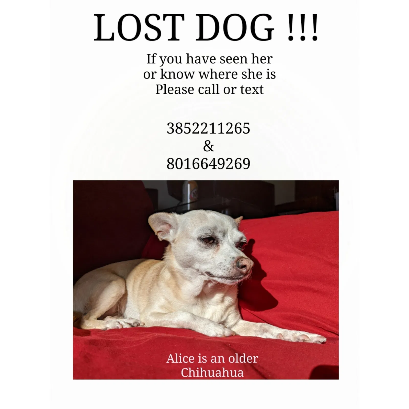 Lost dog in Riverton, UT, 84065
