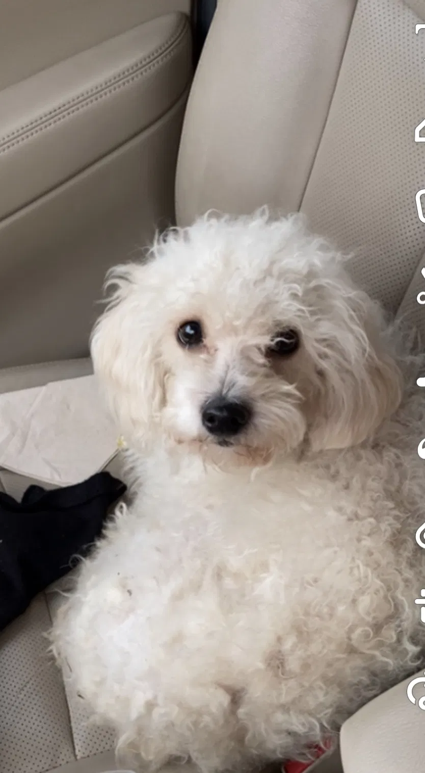 Lost dog in Richmond, TX, 77469