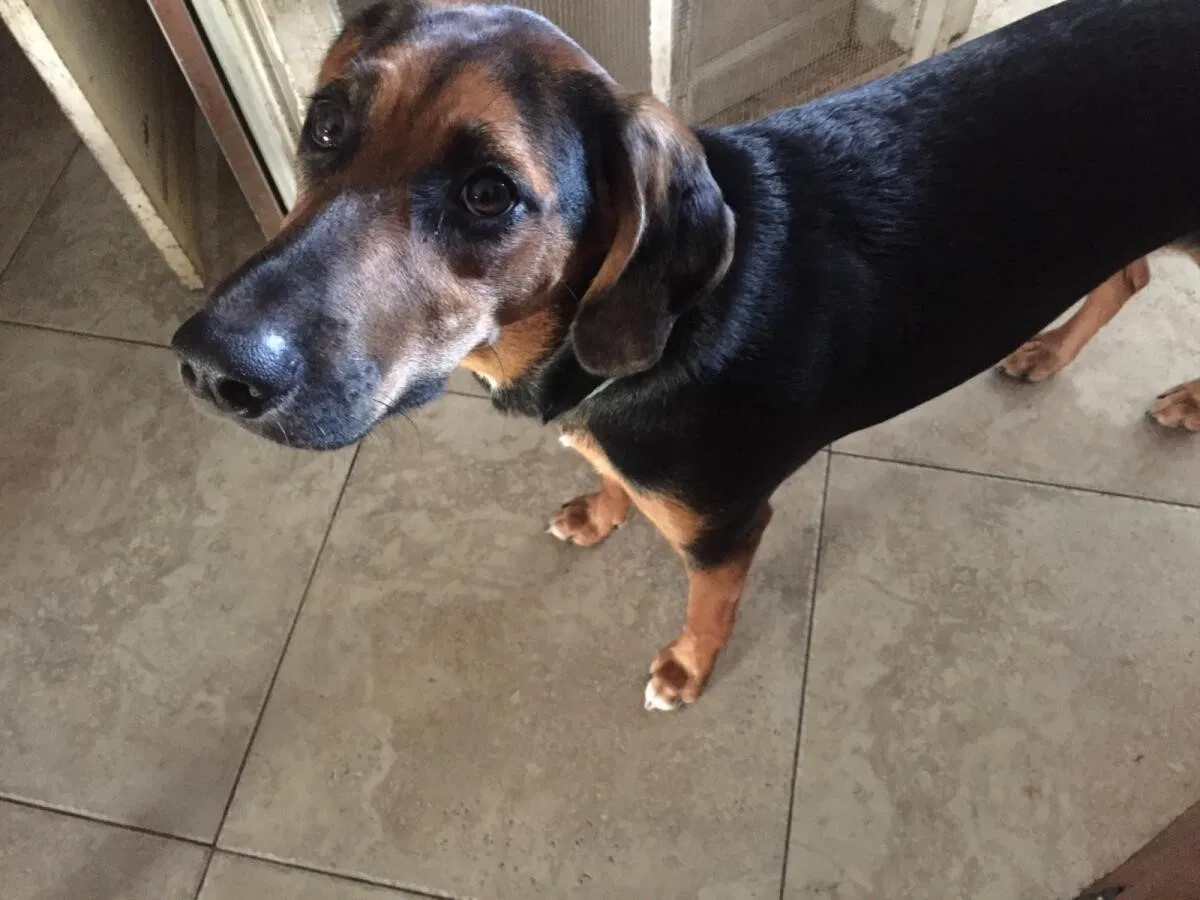 Lost dog in Virginia Beach, VA, 23462