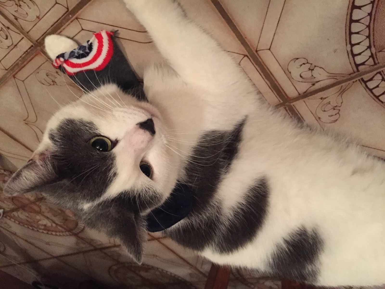Lost cat in Vincentown, NJ, 8088