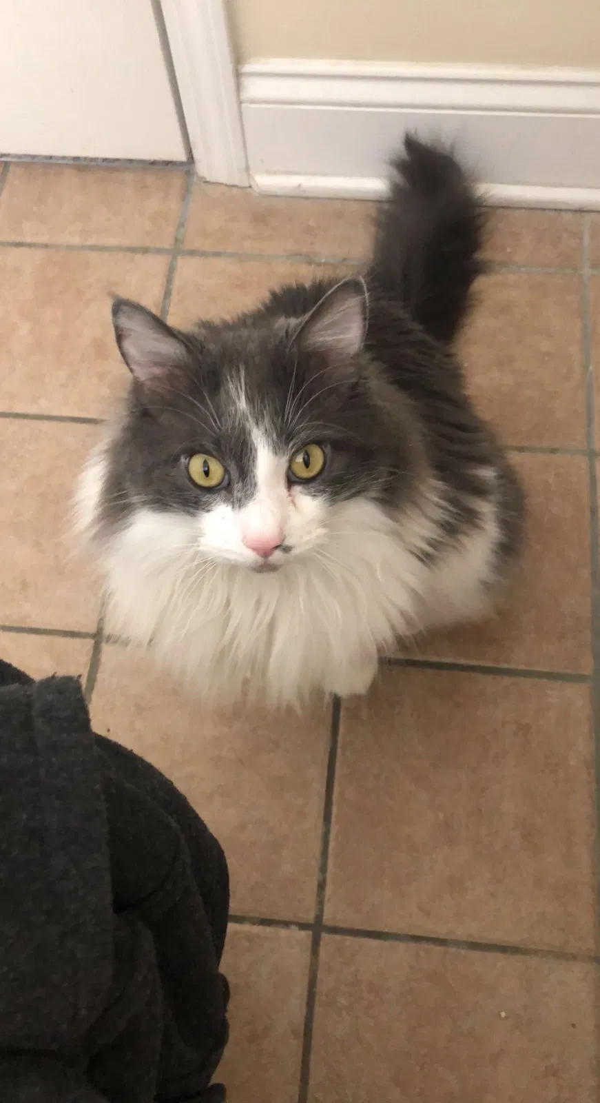 Lost cat in Lexington, KY, 40515