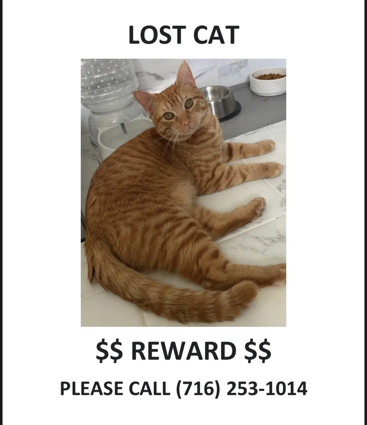 Lost cat in Buffalo, NY, 14215