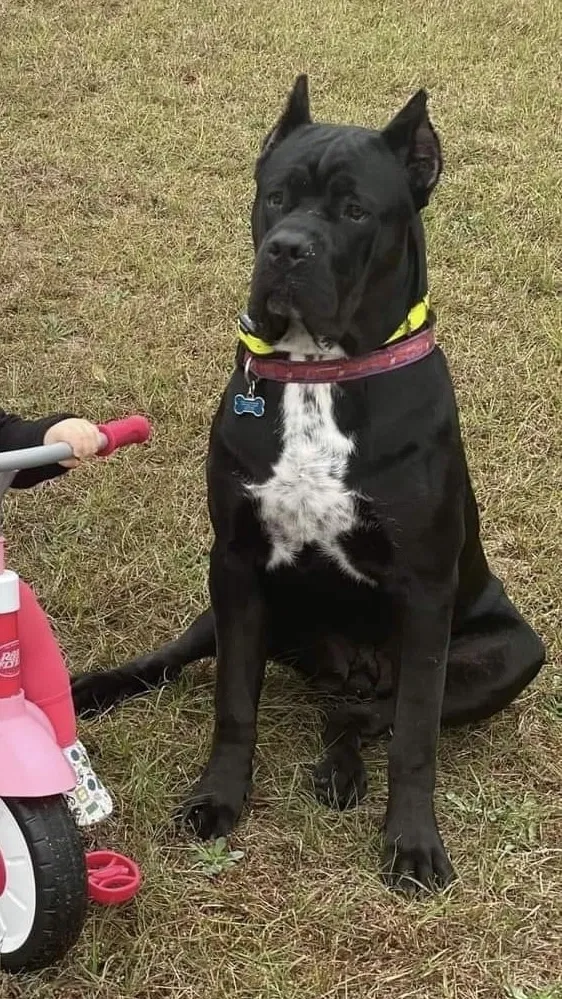 Lost dog in Tallahassee, FL, 32310