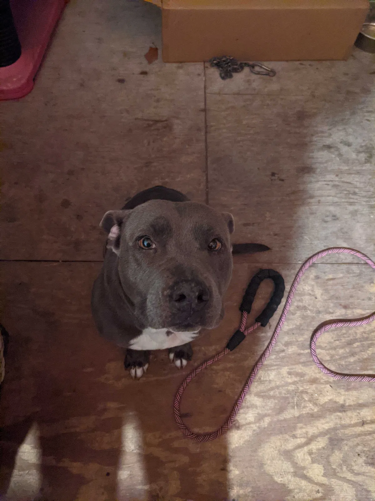 Lost dog in Houston, TX, 77072