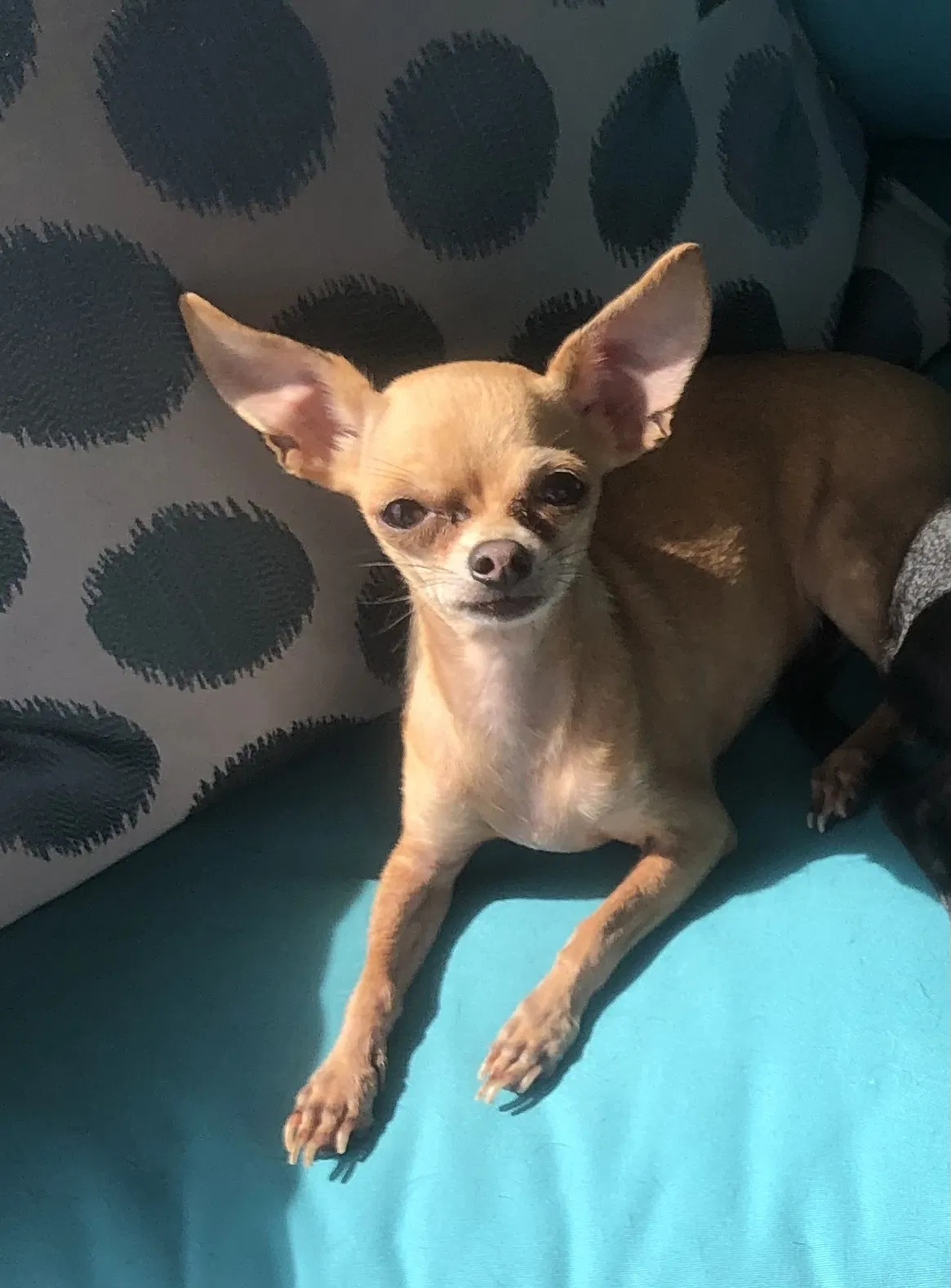 Lost dog in Davenport, FL, 33837