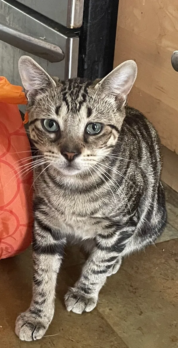 Lost cat in Plainfield, NJ, 7062