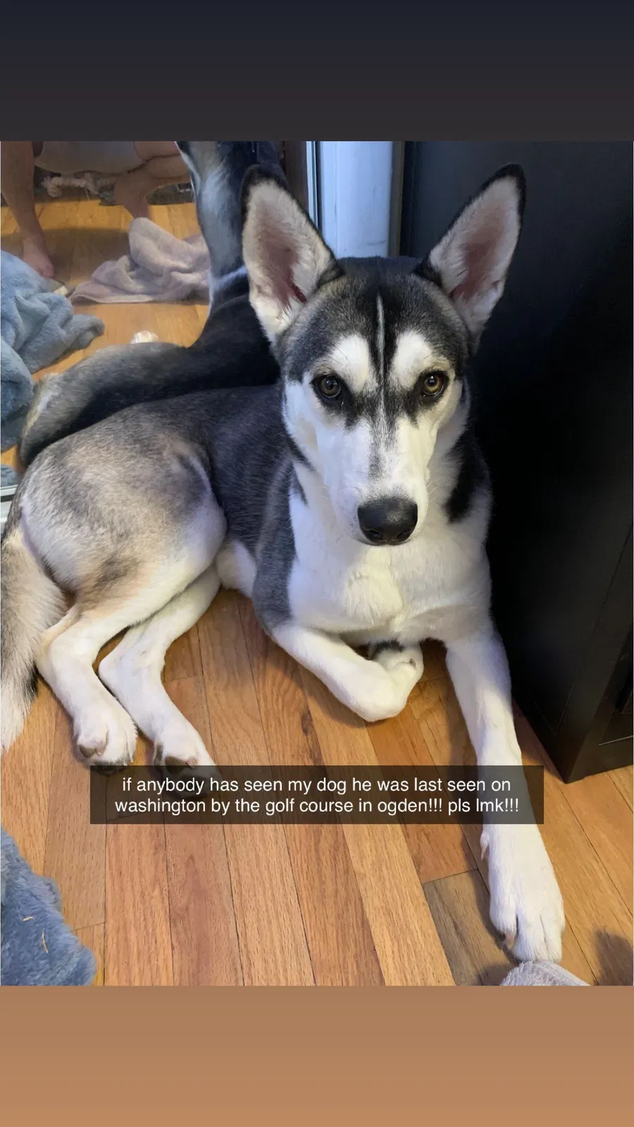 Missing Dog