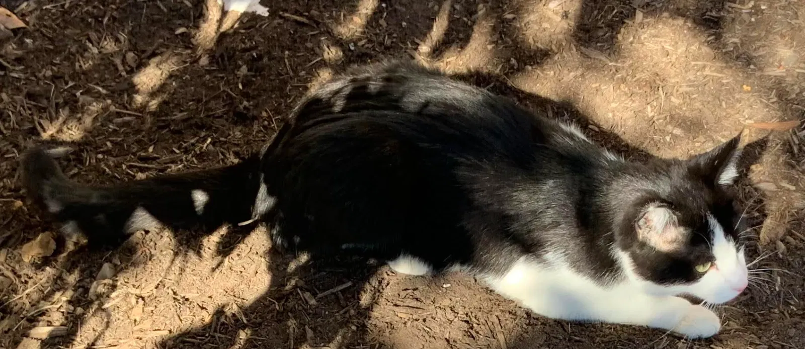 Lost cat in Manassas, VA, 20109