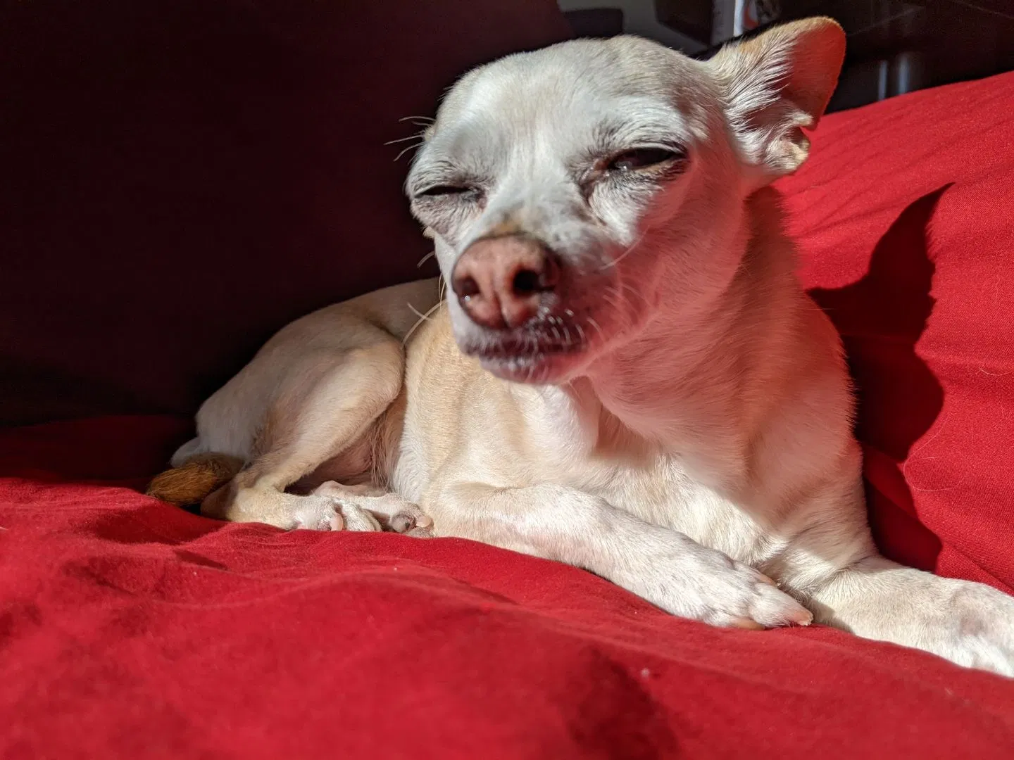 Lost dog in Riverton, UT, 84065