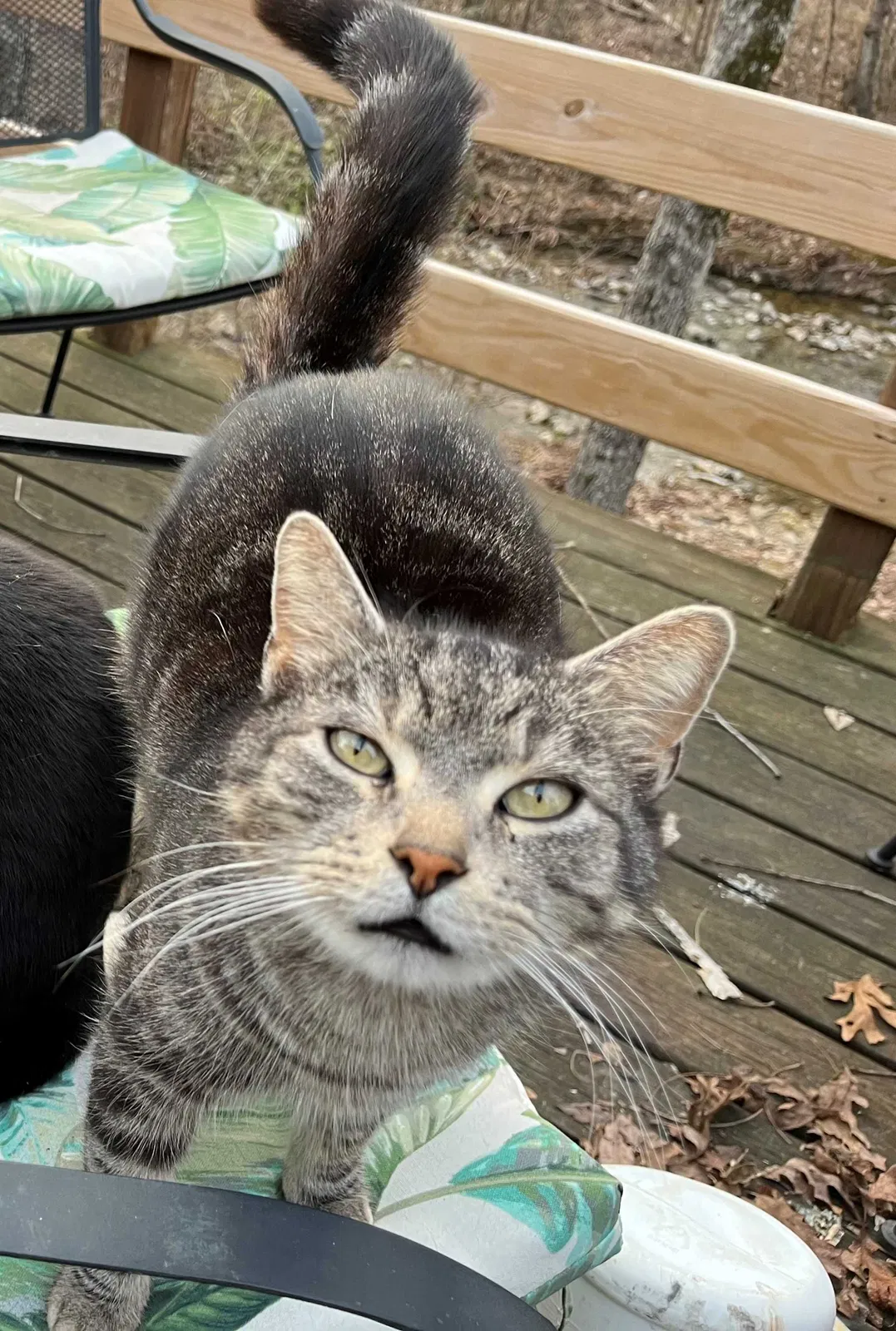 Lost cat in Hot Springs National Park, AR, 71901