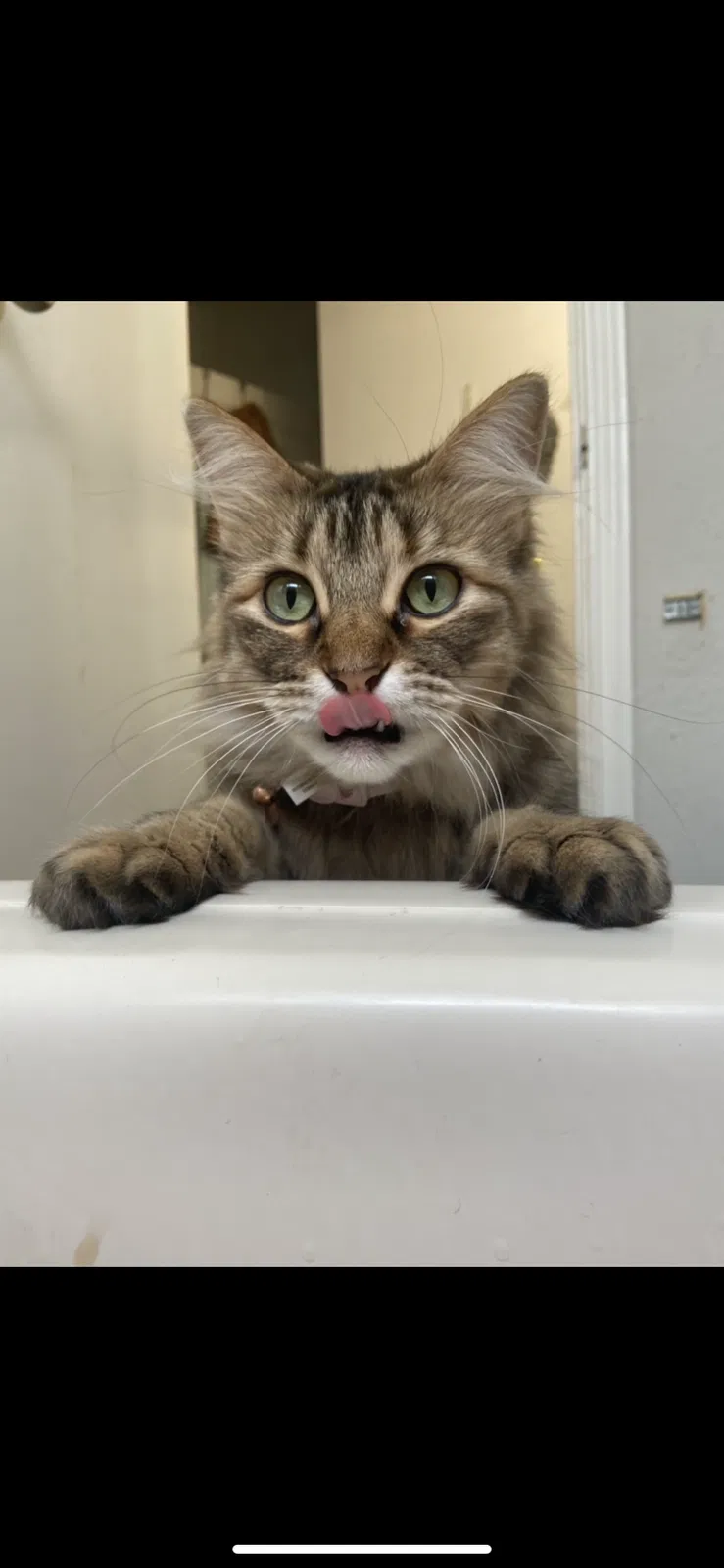 Lost cat in Deer Park, TX, 77536