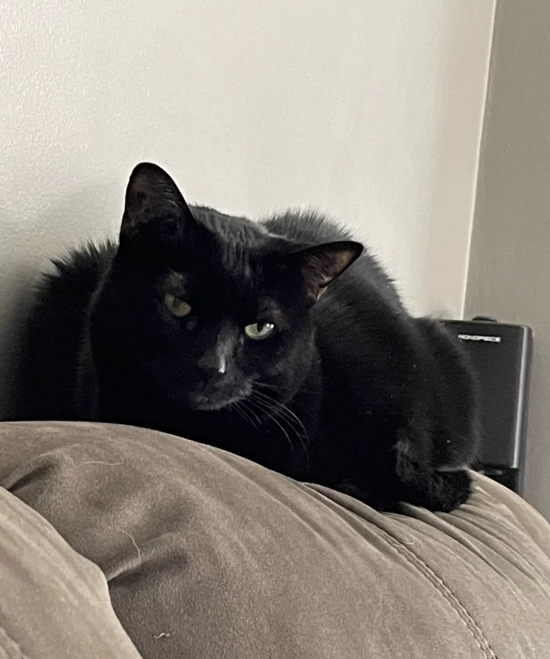 Lost cat in Cincinnati, OH, 45211