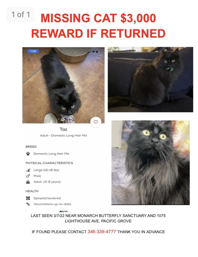Lost cat in Pacific Grove, CA, 93950