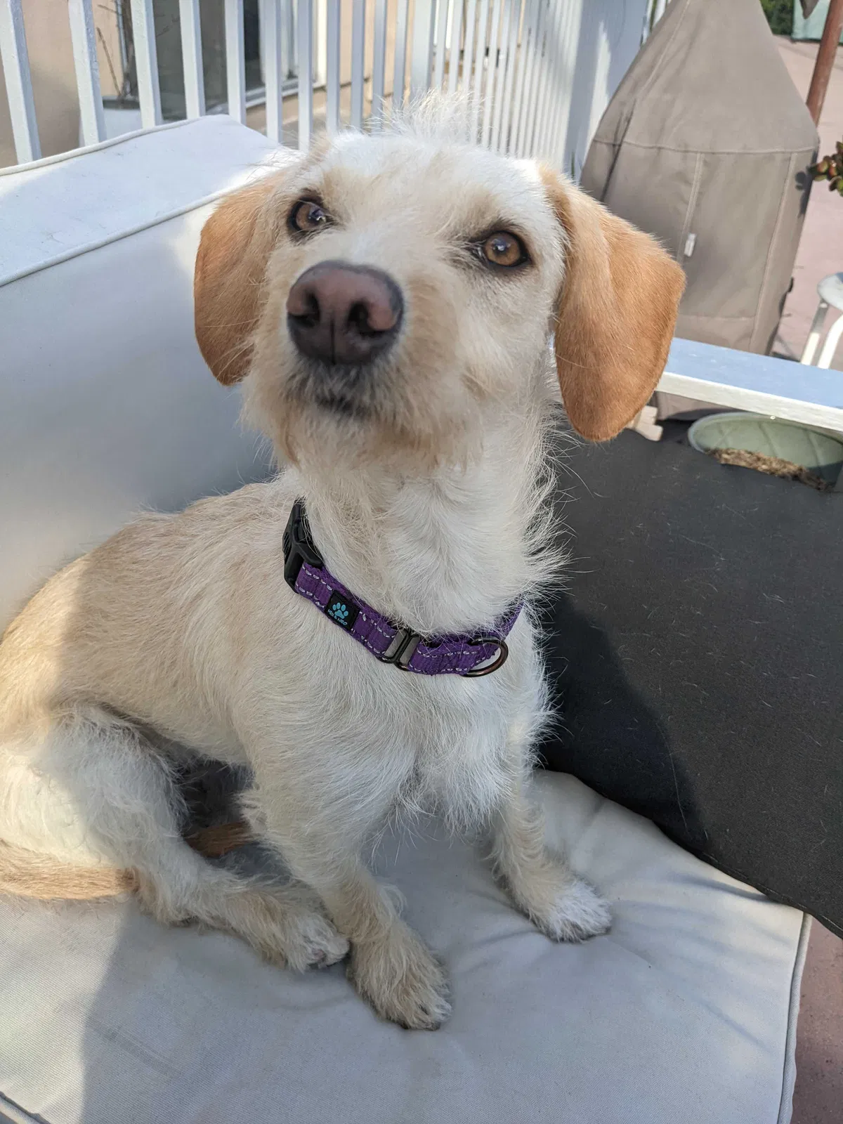 Lost dog in Los Angeles, CA, 90068