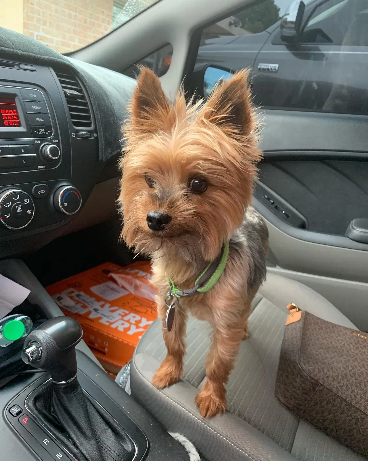 Lost dog in Las Cruces, NM, 88007