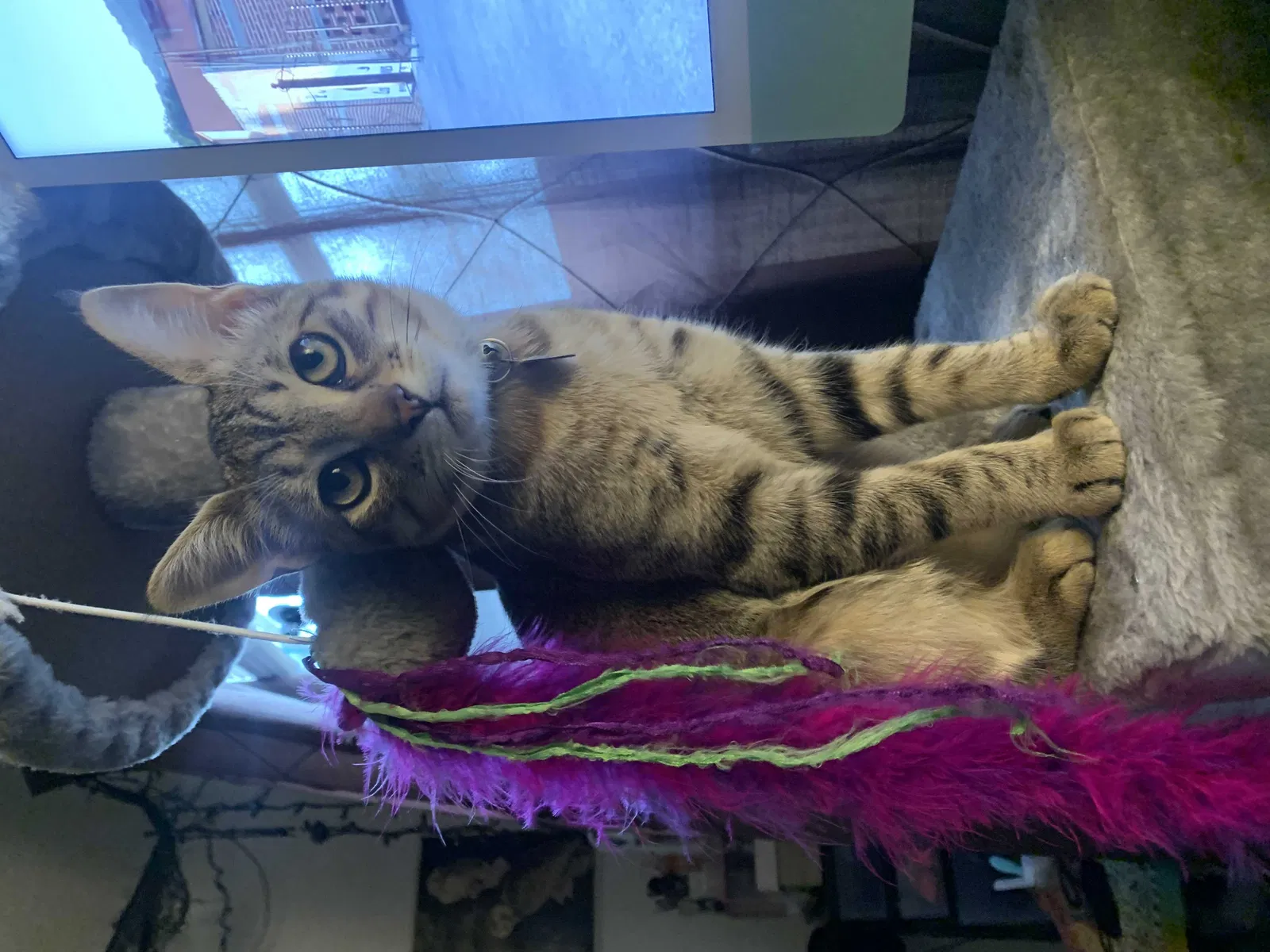 Lost cat in Burleson, TX, 76028