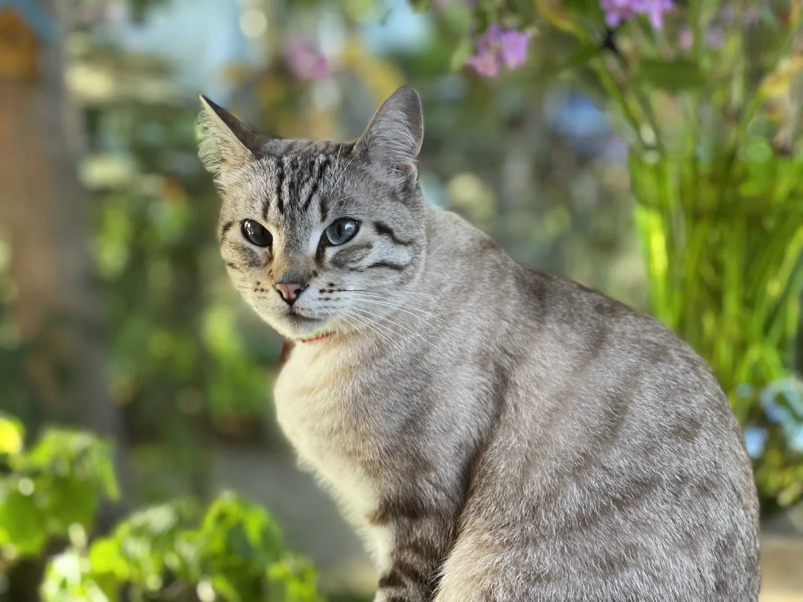 Lost cat in Seattle, WA, 98107