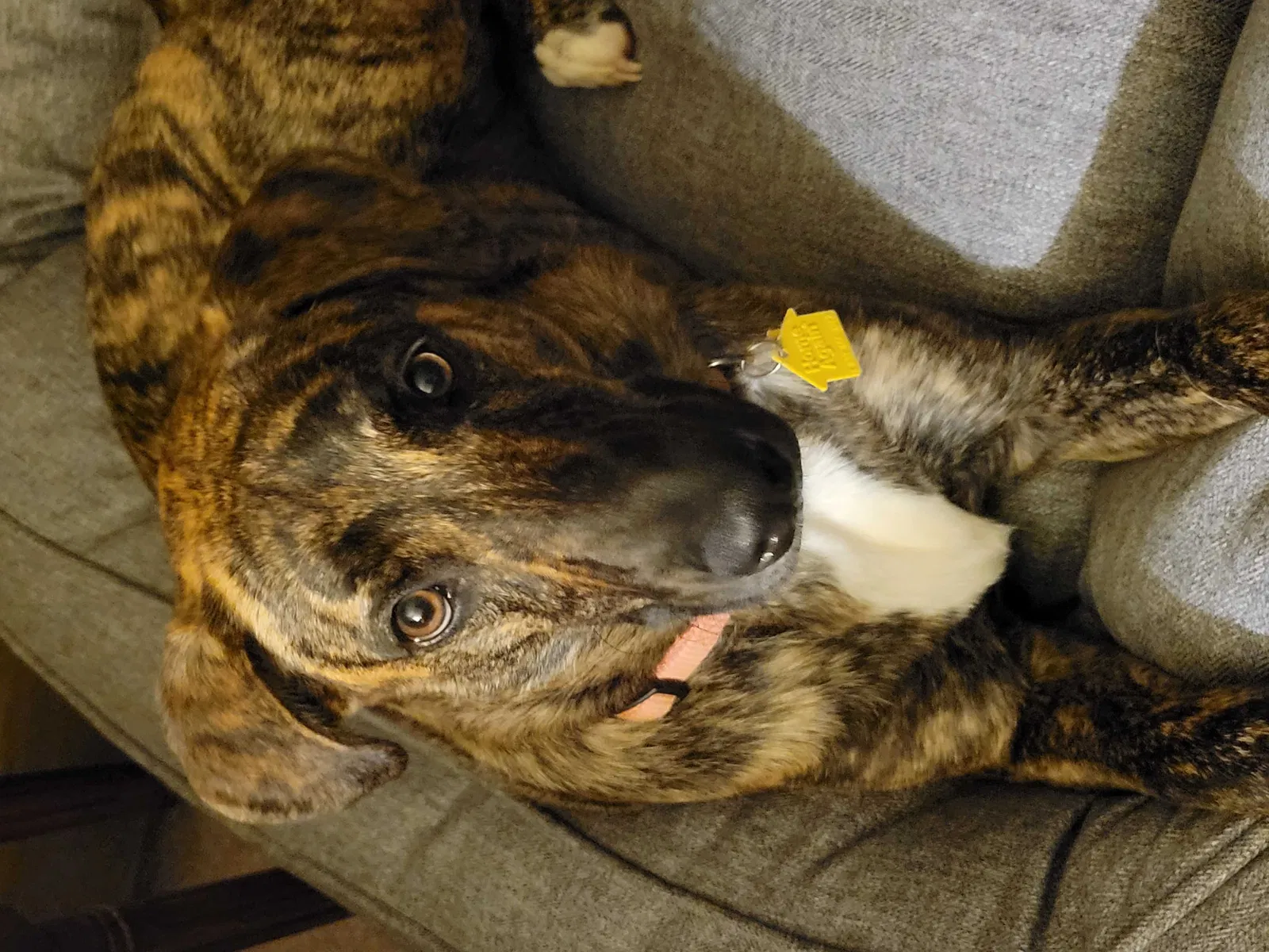 Lost dog in Aynor, SC, 29511