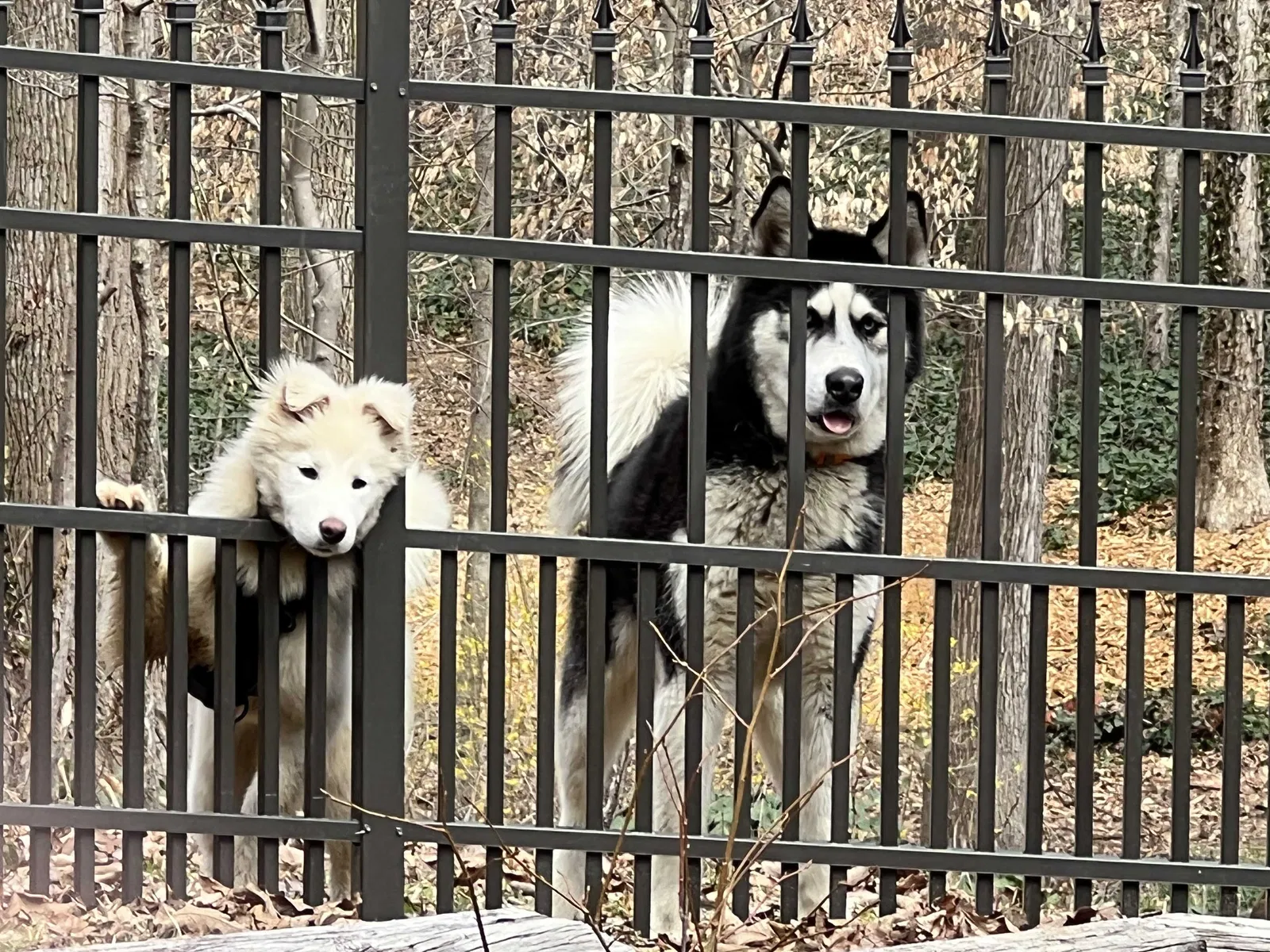 Found dog in Dalton, GA, 30720