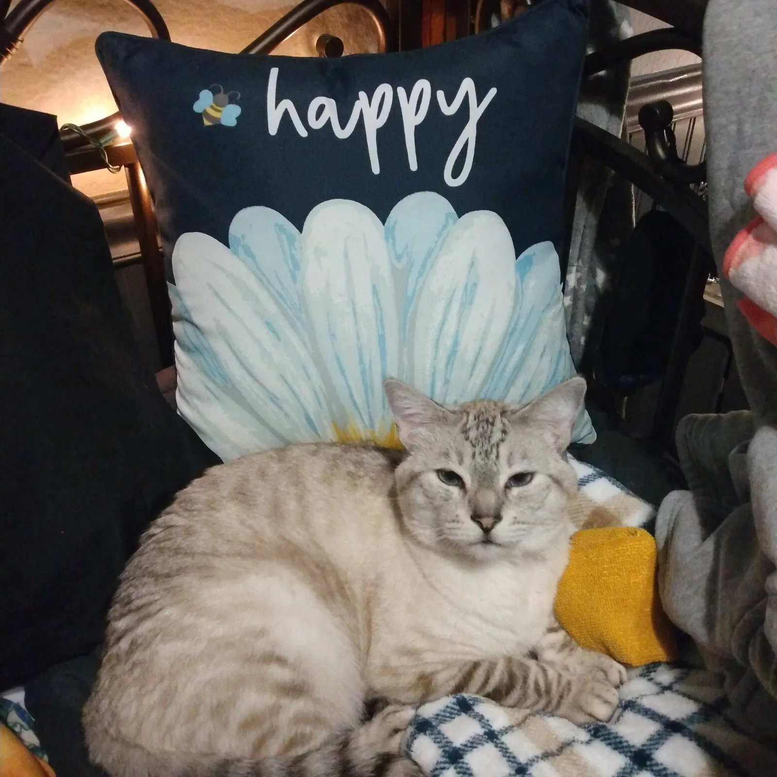 Lost cat in Fontana, CA, 92337