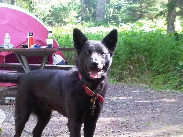 Lost dog in Unknown, AK, 45379