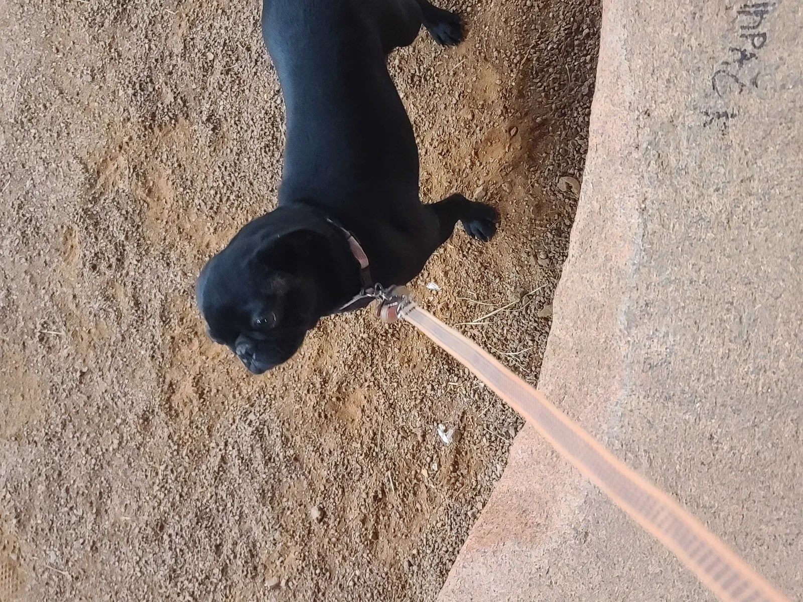 Lost dog in Las Vegas, NV, 89156