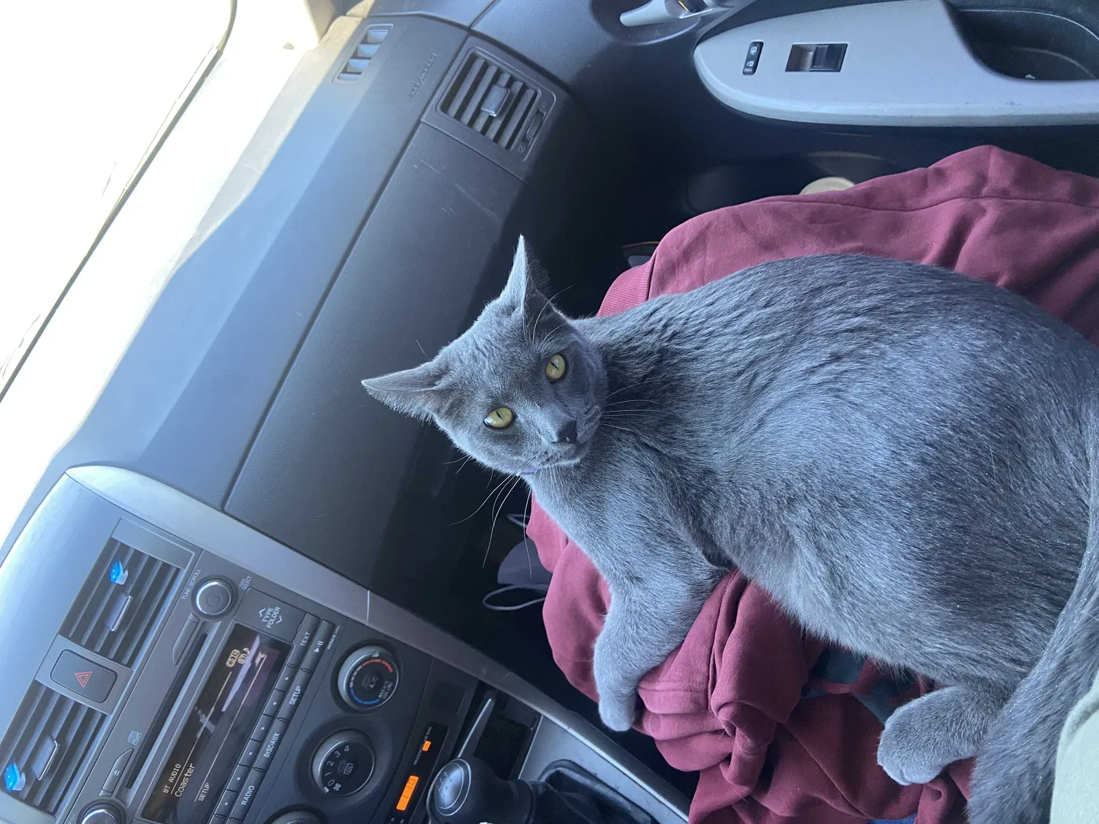 Lost cat in Albuquerque, NM, 87120