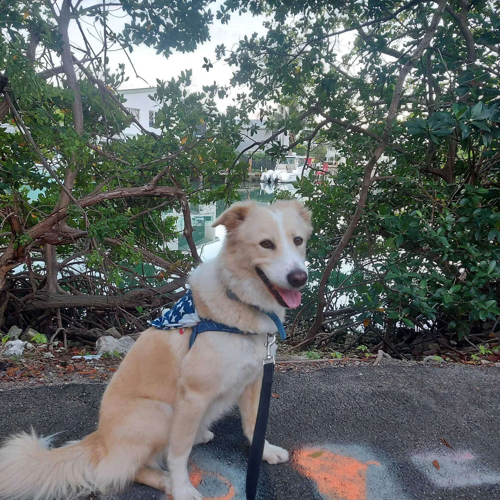 Lost dog in Miami Beach, FL, 33141