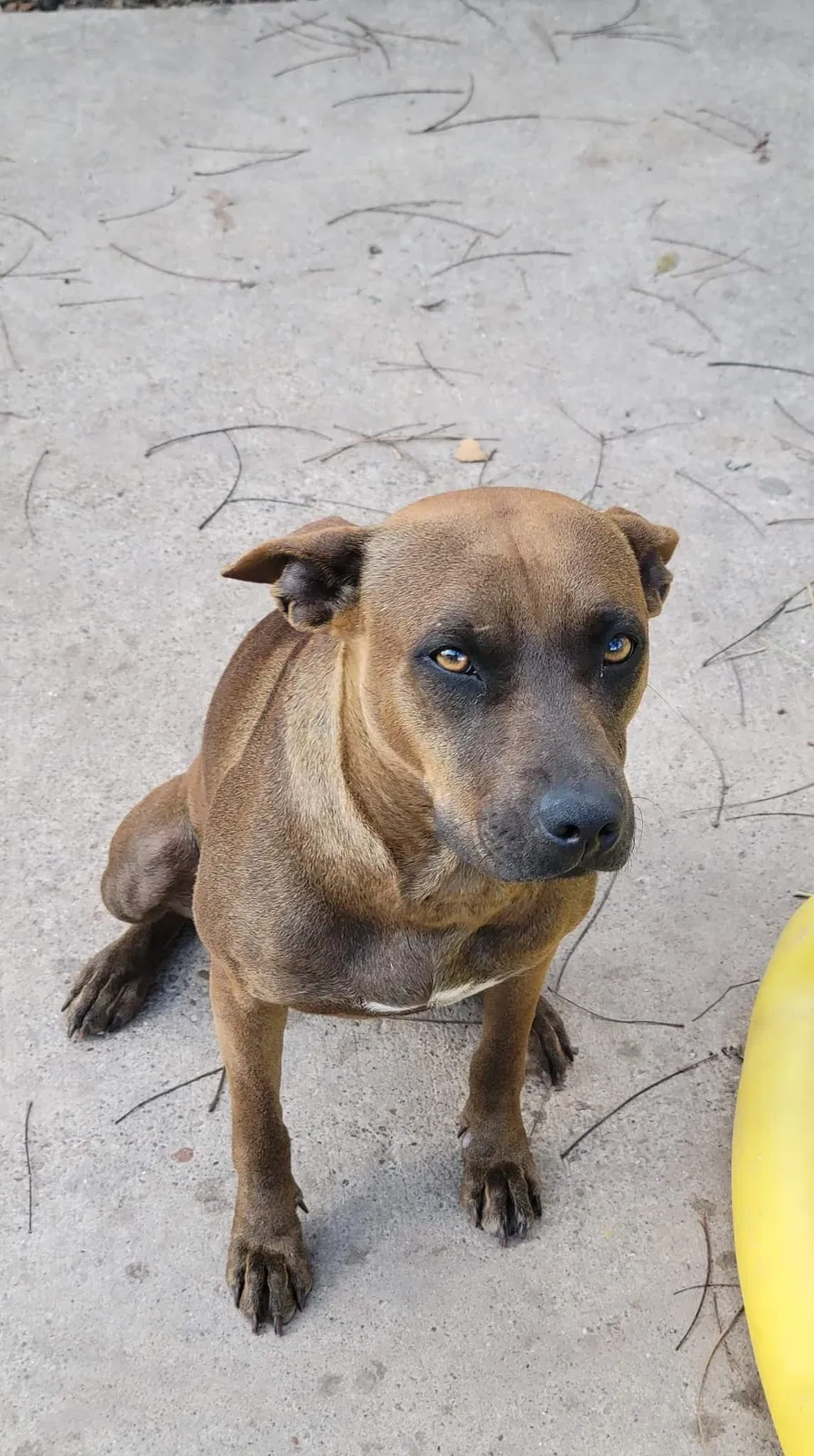 Lost dog in Brownsville, TX, 78521