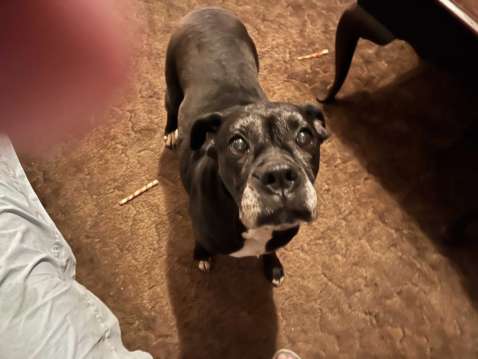 Lost dog in Huntsville, AL, 35801