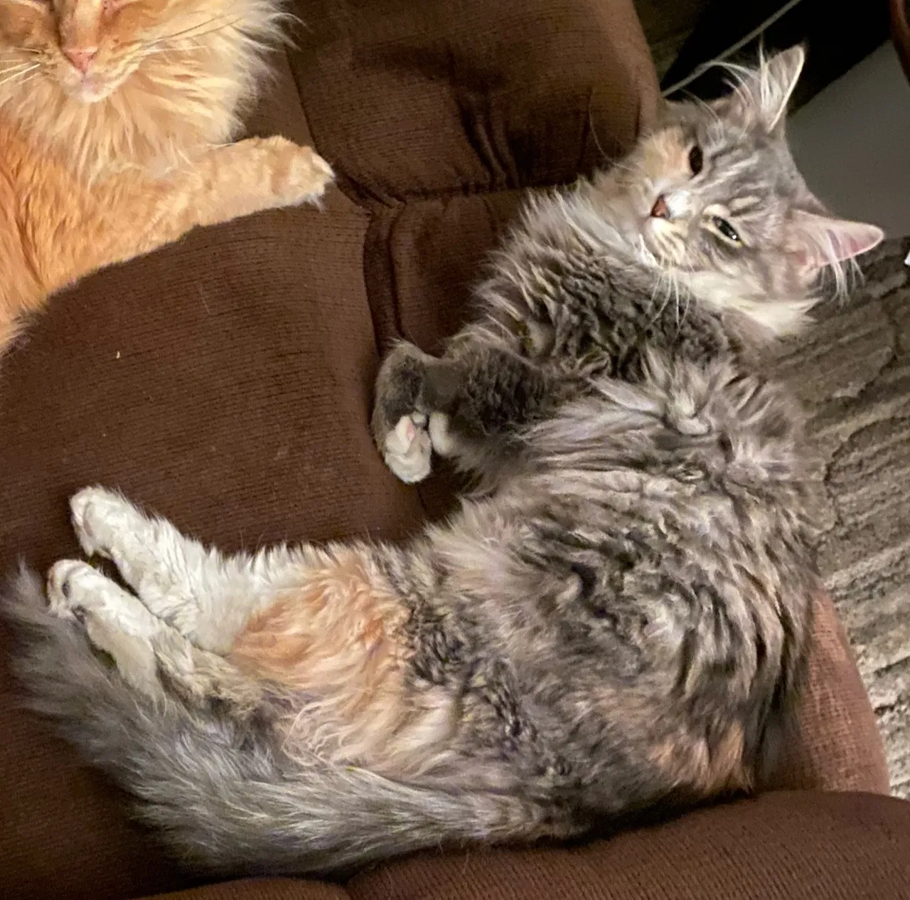 Lost cat in Kansas City, MO, 64124