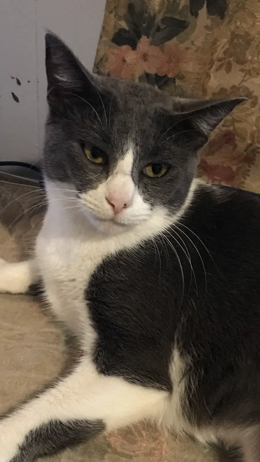 Lost cat in Duson, LA, 70529