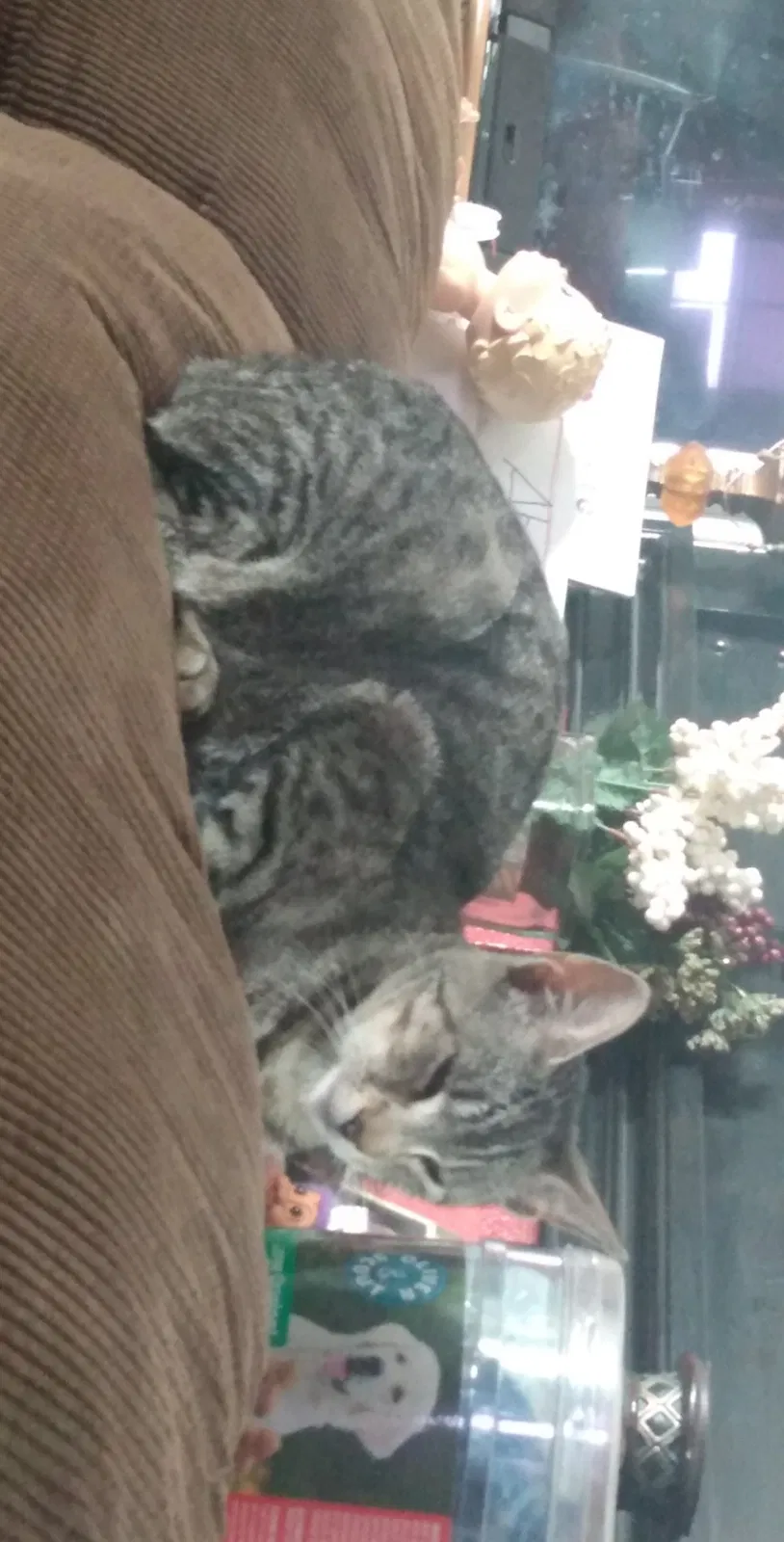 Lost cat in Zephyrhills, FL, 33541