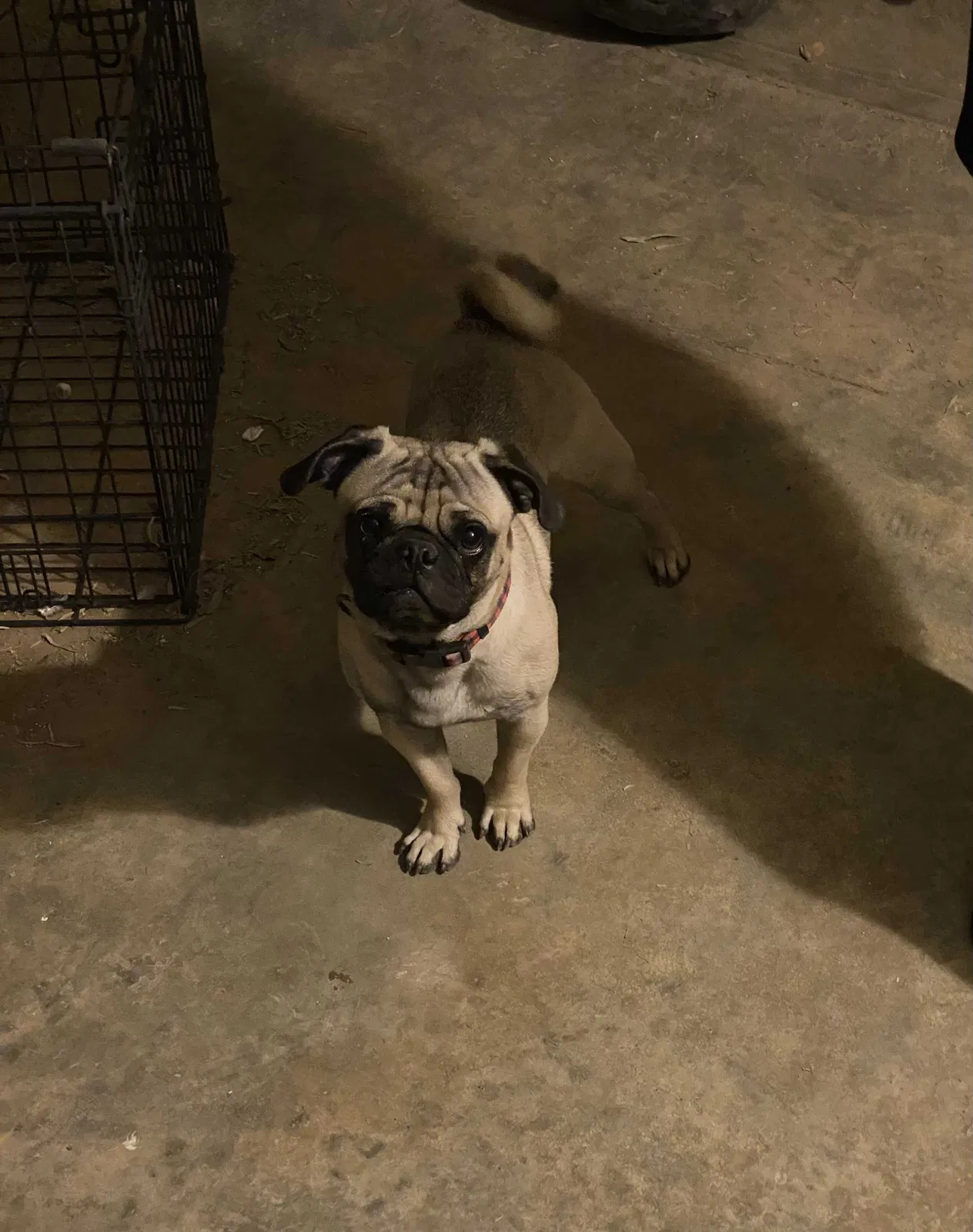 Lost dog in Eloy, AZ, 85131