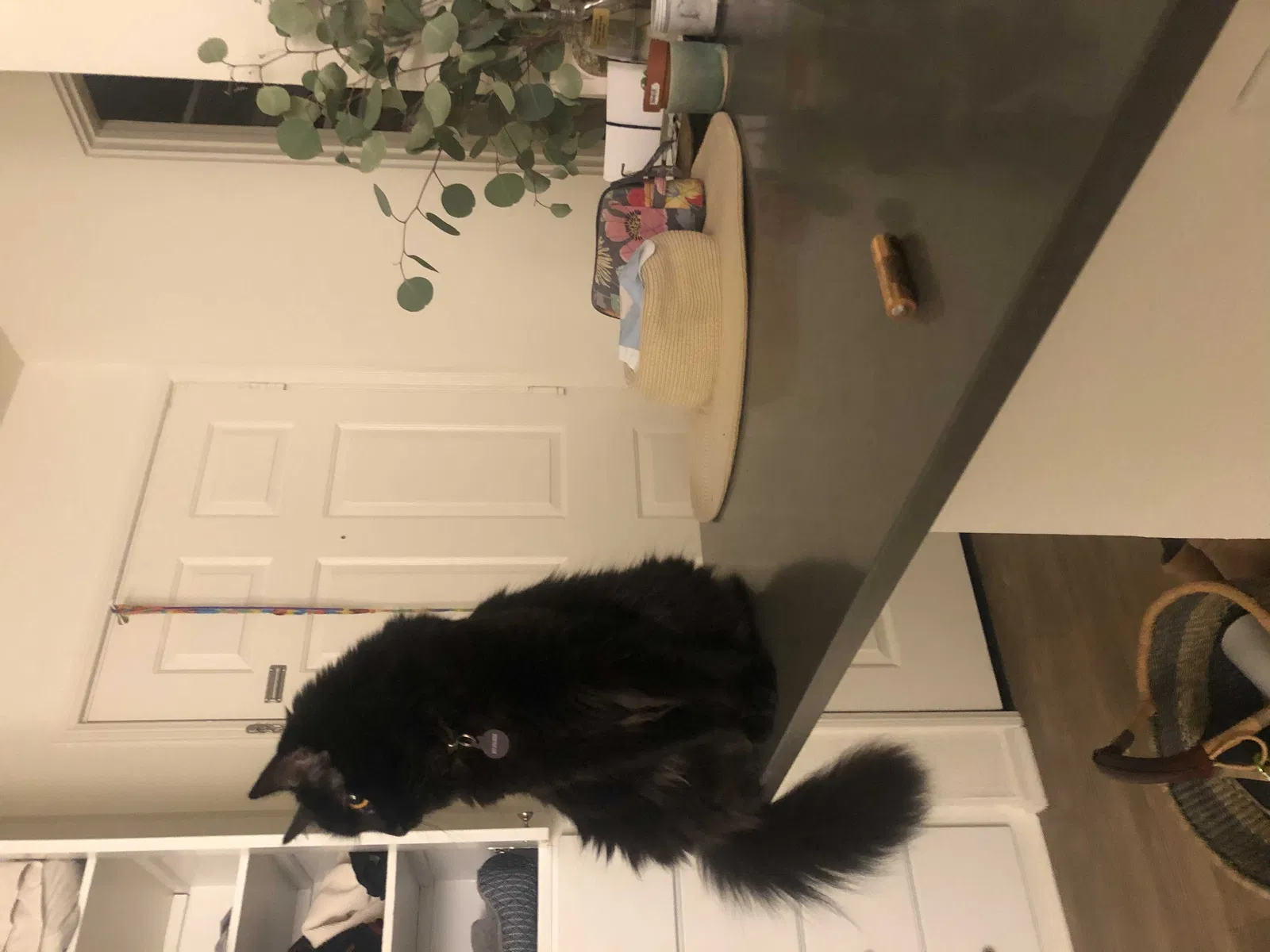 Lost cat in Seal Beach, CA, 90740