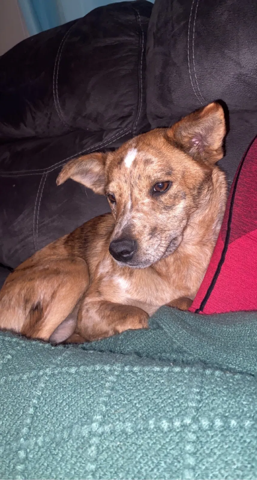 Lost dog in Olathe, KS, 66061