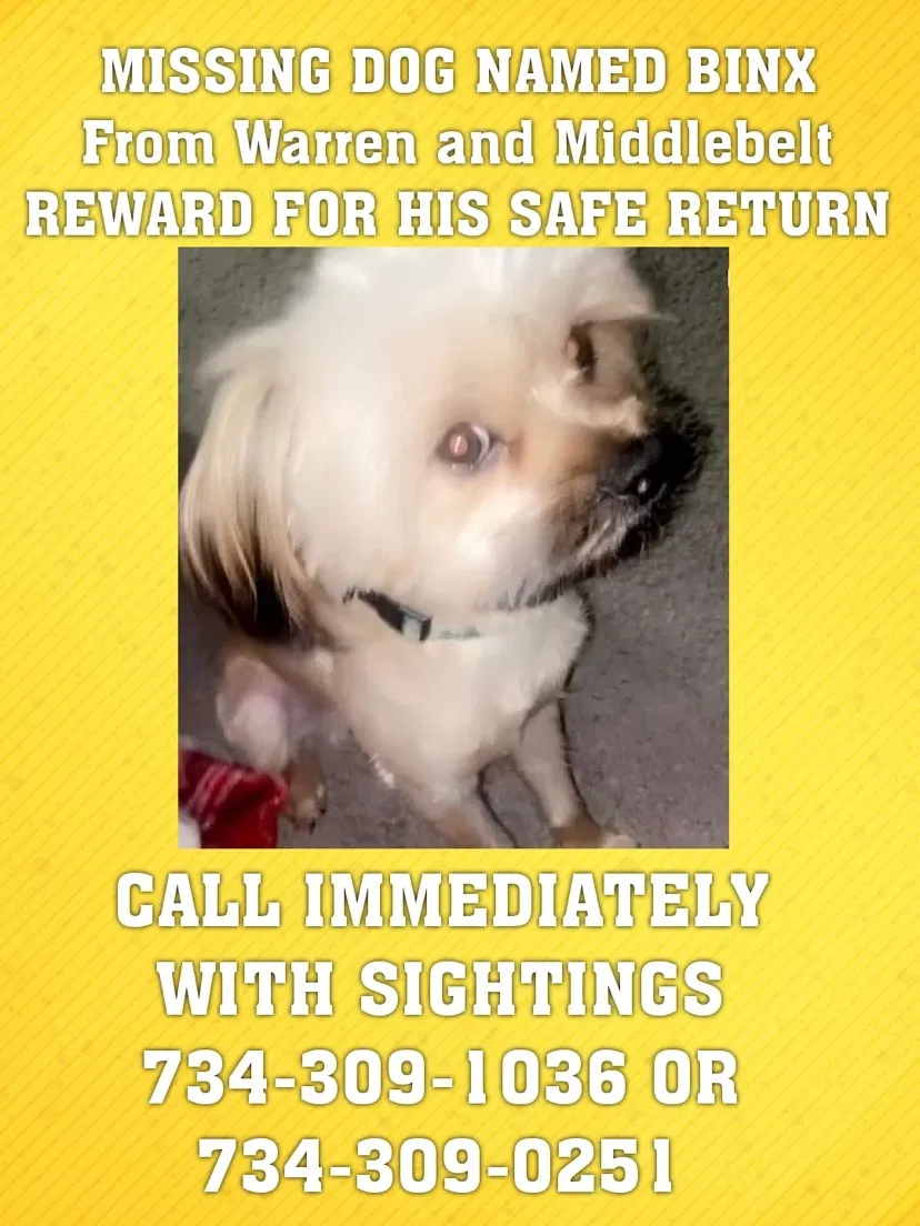 Lost dog in Westland, MI, 48185