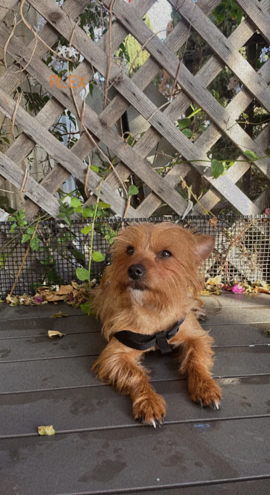 Lost dog in Newport Beach, CA, 92661