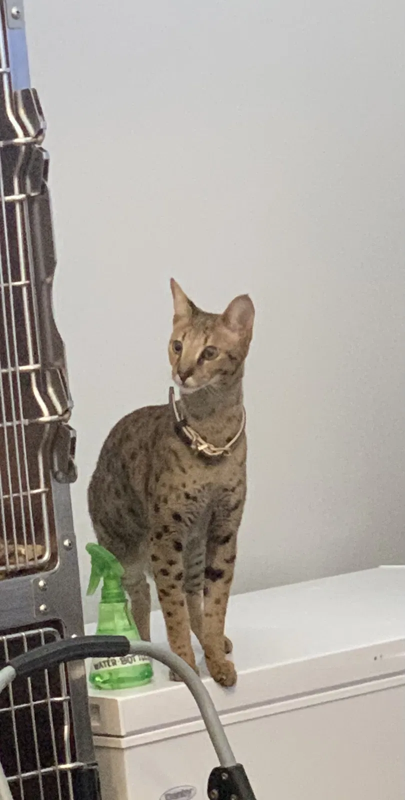Lost cat in Geismar, LA, 70734