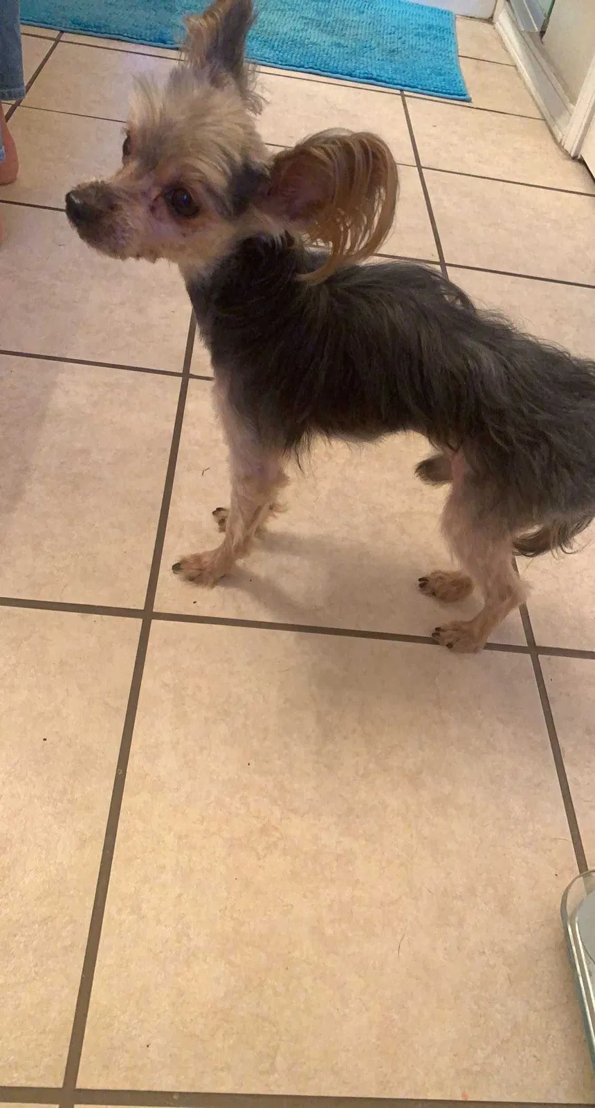Lost dog in Santa Fe, NM, 87505