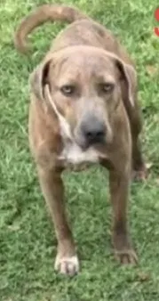 Lost dog in Boling, TX, 77420