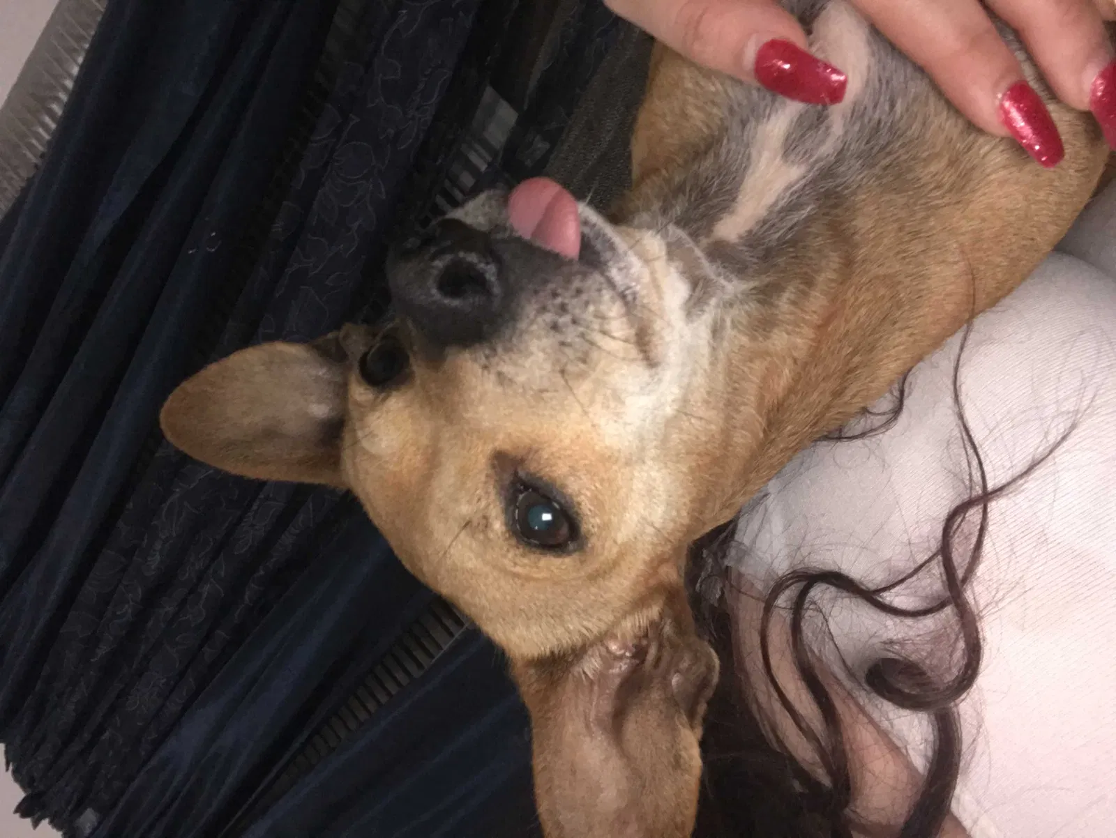 Lost dog in San Antonio, TX, 78227
