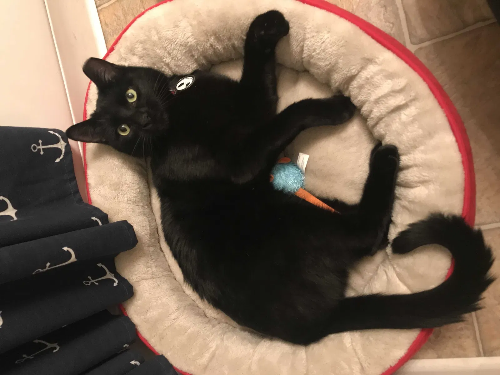Lost cat in Redwood City, CA, 94063